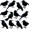 12 Pieces Halloween Black Feathered Crows Decor - Realistic Ravens for Indoor Outdoor Halloween Scene - 3 Styles