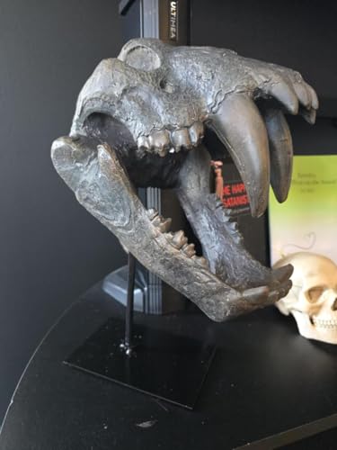 Museum-Quality Saber-Toothed Tiger Skull Replica - Prehistoric Fossil Decor Model