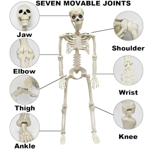 3FT Skeleton Halloween Decorations - Life Size Posable Skeleton with Joints