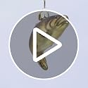 Old World Christmas Brown Trout Glass Ornament for Christmas Tree - Handcrafted Lake Fish Decoration