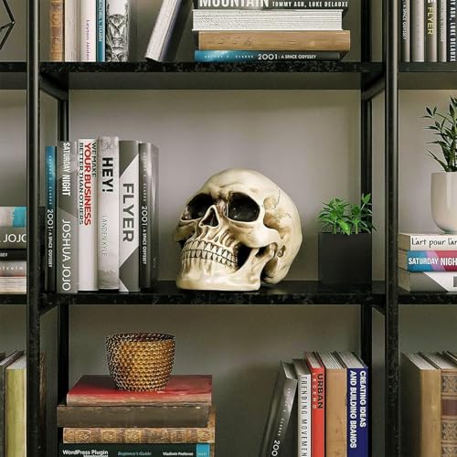 Life Size Human Skull Model - Halloween Decor, Medical & Educational Display
