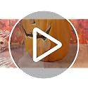16-Inch LED Jack O Lantern Halloween Pumpkin Lantern - Light Up Decor
