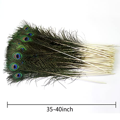 Natural Peacock Feathers 35-40 Inch Bulk 24pcs for Wedding & Craft Decor - Variation of 35-40Inch-24pcs