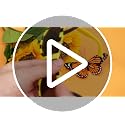 Halloween Bee Glasses Costume Accessory - Black & Yellow, 12 Pack - Bee / Black / 12
