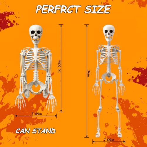 3Ft Halloween Skeleton Decorations - Realistic Skull & Fully Posable for Indoor & Outdoor Use - Medium Variation