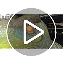 Inflatable Dinosaur Halloween Decoration with LED Lights, Trunk or Treat Car & Yard Display