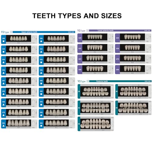 Dental Synthetic Resin Teeth Replacement Full Set A3 - Halloween Props, Dentures 438+U38+32