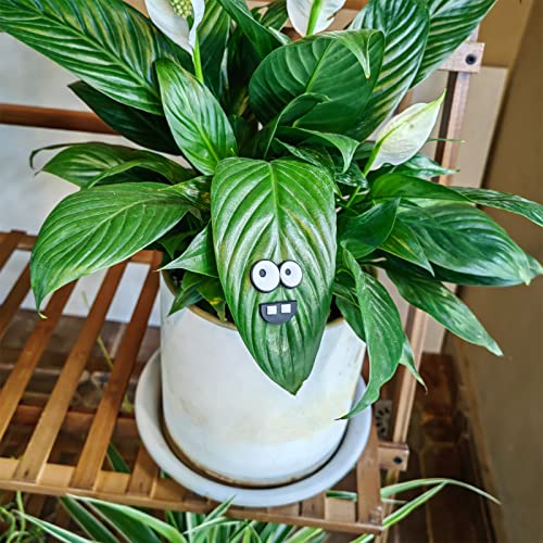 Monster Plant Magnets Eye - Funny Plant Lover Gift with Black-White Variation