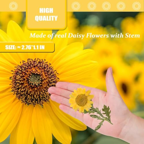 Yellow Dried Daisy Flowers with Stem for Resin Crafts - 42PCS Natural Pressed Flowers for Jewelry Phone Case Candle Home Decor