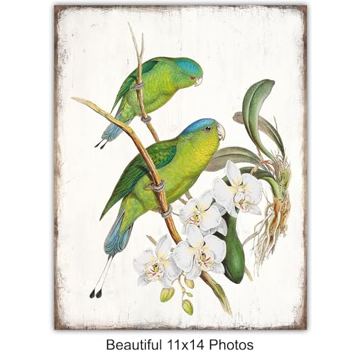 11x14 Tropical Bird Wall Art Set - Exotic Parrot, Lovebird, Toucan & Cockatoo Prints - Unframed Bird Decor - Variation 1