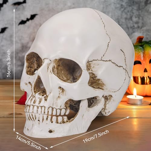 White Resin Skull Sculpture - Life Size Halloween Decor & Artistic Display - Variation of THIS listing