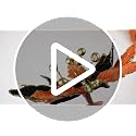 Halloween Black Orange Poinsettia Flowers - Velvet 8-Inch, Set of 8 - Variation of THIS listing