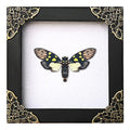 Gaeana Cicada Taxidermy Wall Art - White Frame, Gothic Insect Decor