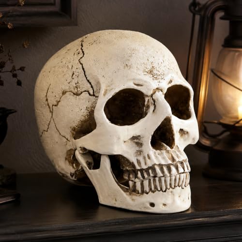 Life Size Skull Head Statue - Realistic Resin Gothic Decor - Variation of Skull Head