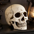Life Size Skull Head Statue - Realistic Resin Gothic Decor - Variation of Skull Head