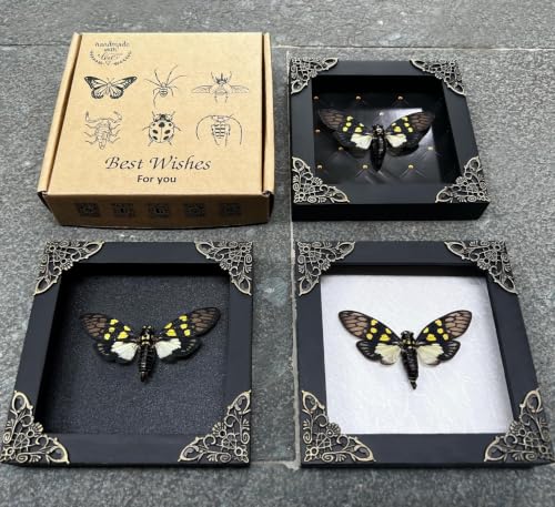 Gaeana Cicada Taxidermy Wall Art - White Frame, Gothic Insect Decor