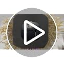 Purple Walking Style Animated Witch Broom Halloween Decor Light & Sound