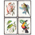 11x14 Tropical Bird Wall Art Set - Exotic Parrot, Lovebird, Toucan & Cockatoo Prints - Unframed Bird Decor - Variation 1