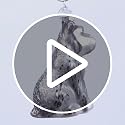 Grey Schnauzer Glass Christmas Ornament - Handcrafted Holiday Dog Decoration