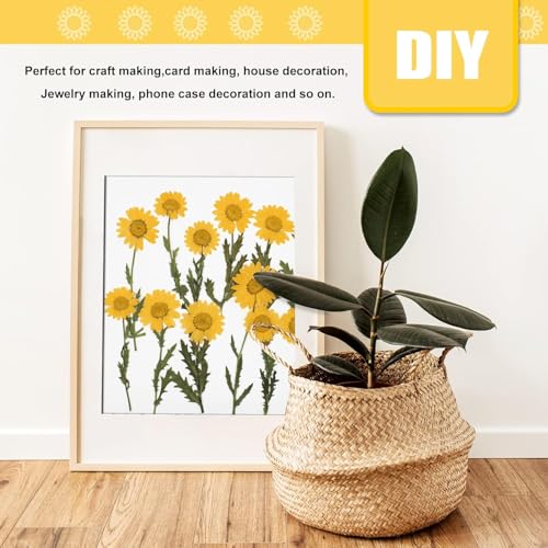 Yellow Dried Daisy Flowers with Stem for Resin Crafts - 42PCS Natural Pressed Flowers for Jewelry Phone Case Candle Home Decor