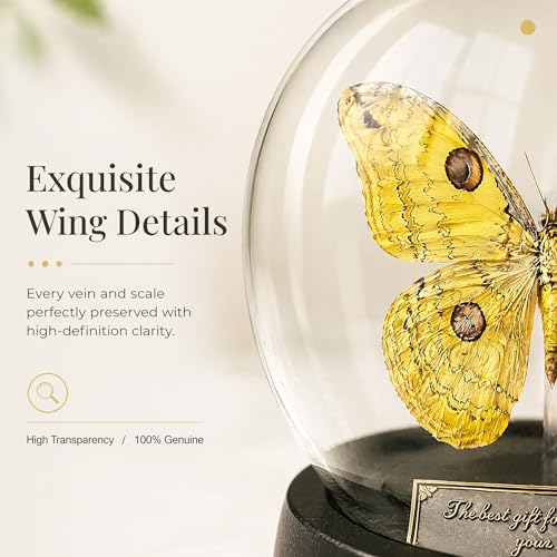 Loepa Butterfly Glass Globe Ornament - Real Winged Butterfly Aesthetic Decor for Bedroom & Desk