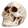 Large Life-Size Resin Skull for Halloween & Home Decor - White