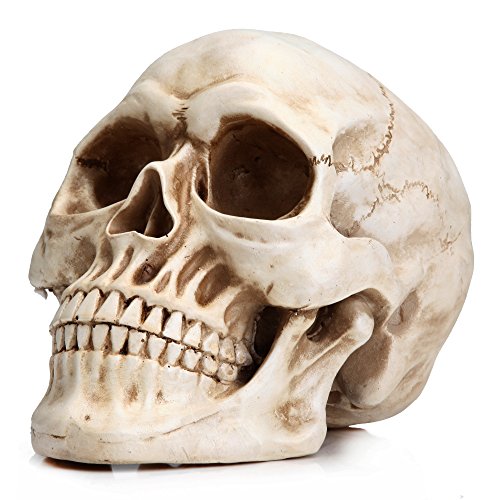 Large Life-Size Resin Skull for Halloween & Home Decor - White
