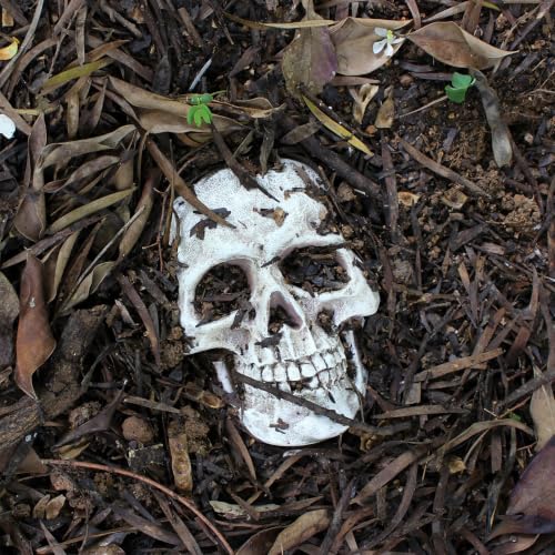 Halloween Skeleton Wall Decor - Realistic Skull Prop for Haunted House & Spooky Displays