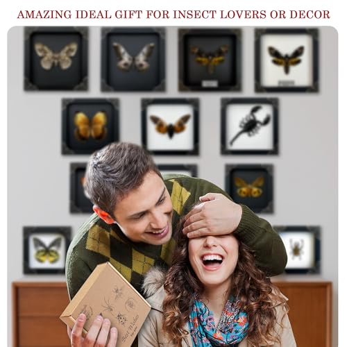 Gaeana Cicada Taxidermy Wall Art - White Frame, Gothic Insect Decor