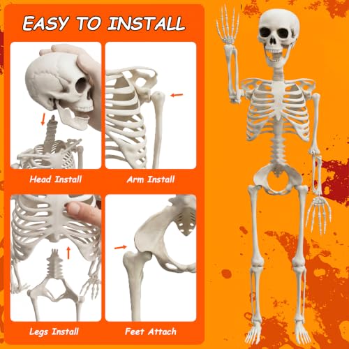 3Ft Halloween Skeleton Decorations - Realistic Skull & Fully Posable for Indoor & Outdoor Use - Medium Variation