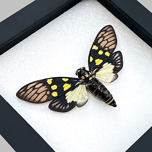 Gaeana Cicada Taxidermy Wall Art - White Frame, Gothic Insect Decor