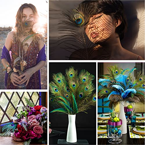 Natural Peacock Feathers 35-40 Inch Bulk 24pcs for Wedding & Craft Decor - Variation of 35-40Inch-24pcs