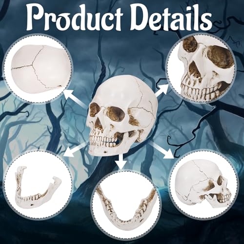 White Resin Skull Sculpture - Life Size Halloween Decor & Artistic Display - Variation of THIS listing