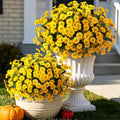 Artificial Fall Flowers Set - 12 Bundles UV-Resistant Fake Mums for Outdoor Decoration - 24 Yellow