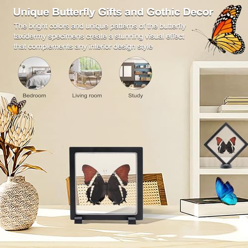 Siproeta Eppapus Butterfly Shadow Box - Handmade Taxidermy Framed Butterfly Decor