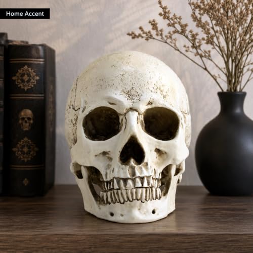 Life Size Skull Head Statue - Realistic Resin Gothic Decor - Variation of Skull Head