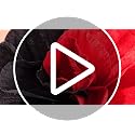 Giant Black and Red Artificial Flowers Roses Velvet Halloween Decor Set - 6 Pieces