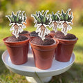 Magical Wizard Cake Toppers Set with Flower Pots for Birthday & Halloween Baking