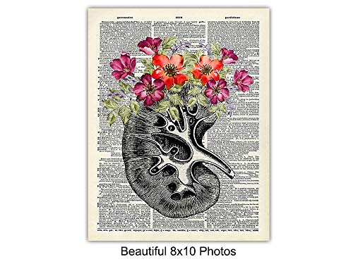 Human Anatomy Wall Art Prints Set - 8x10 Unframed Medical Decor for Office & Home - Skull Brain Lungs Kidneys Liver - Shabby Chic Gift for Doctors & Nurses