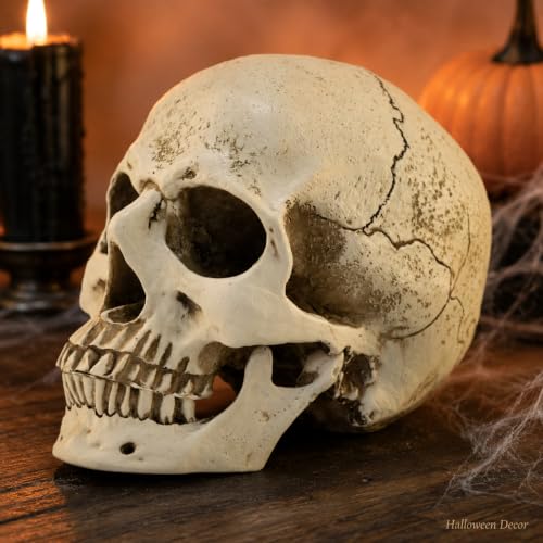 Life Size Skull Head Statue - Realistic Resin Gothic Decor - Variation of Skull Head