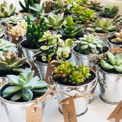 50 Pack Galvanized Mini Metal Buckets with Handles - 2.1 Inch Small Tin Pails for DIY, Decor & Party