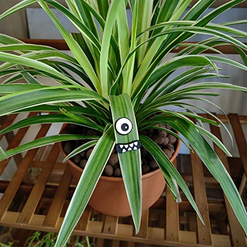 Monster Plant Magnets Eye - Funny Plant Lover Gift with Black-White Variation