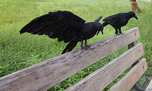 Realistic Black Feathered Crow Decor - Lifesize Halloween Props - 13in & 12in - L Variation