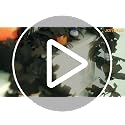 Joyhalo Black Halloween Garland 6 Pack 5.7FT Fall & Spooky Decor