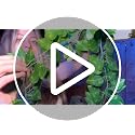 Green Artificial Ivy Vines - 36 Pack, 258 Ft Faux Greenery Garland for Home & Party Decor