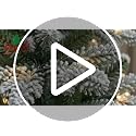 Black Pre-lit 4FT Artificial Christmas Tree with 150 Lights & Hinged Branches