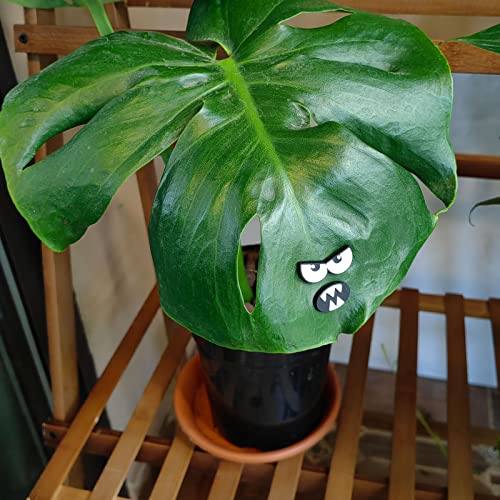 Monster Plant Magnets Eye - Funny Plant Lover Gift with Black-White Variation