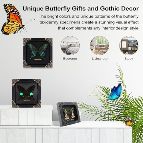 Butterfly Shadow Box Wall Decor - Handmade Taxidermy Framed Butterfly - Gothic Dark Academia Gift - 7x7 Inches - Variation: Butterfly Framed