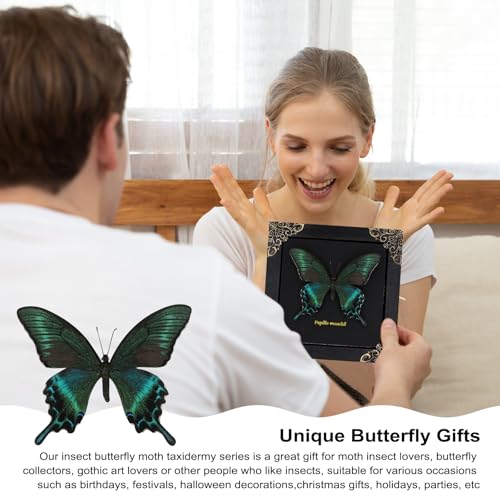 Butterfly Shadow Box Wall Decor - Handmade Taxidermy Framed Butterfly - Gothic Dark Academia Gift - 7x7 Inches - Variation: Butterfly Framed