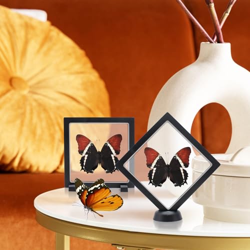 Siproeta Eppapus Butterfly Shadow Box - Handmade Taxidermy Framed Butterfly Decor
